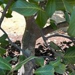 Alectryon coriaceus 樹皮