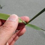 Phragmites karka Liść