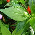 Impatiens sodenii Blad