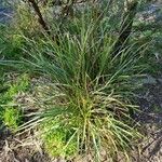 Lomandra longifoliaLeht