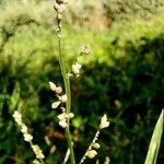 Echinochloa colonumFruit