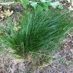 Festuca heterophylla Blatt