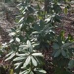 Rhododendron decorum Hábito