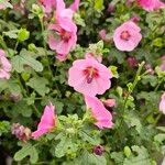 Anisodontea capensis Fleur
