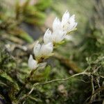 Bolusiella zenkeri Flor
