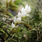 Bolusiella zenkeri Flower