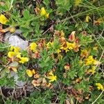 Chamaecytisus hirsutus Blad