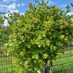 Lonicera caprifolium Облик