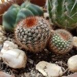 Echinocereus dasyacanthus Yaprak