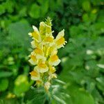 Linaria vulgaris花