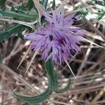 Centaurea calcitrapa Цвят