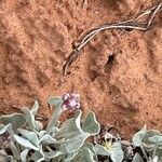 Eriogonum ovalifolium Kvet