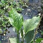 Aquarius cordifolius Leaf