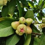 Syzygium samarangense Fruit