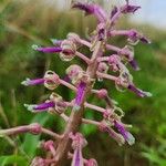 Ledebouria revoluta Цвят