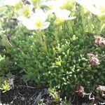 Saxifraga muscoides Blad