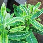 Euphorbia hyberna পাতা