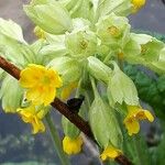 Primula veris Blomma