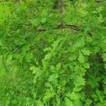 Quercus × rosacea Hoja