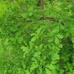 Quercus × rosacea Blad