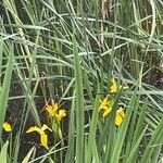 Iris pseudacorus Habitus