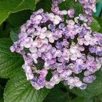 Hydrangea macrophyllaKvet