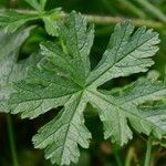 Malva moschata Leaf