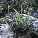 Phreatia limenophylax Corteza
