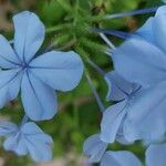 Plumbago auriculataফুল