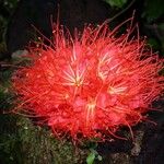 Brownea rosa-de-monte Flower