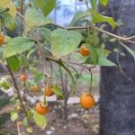 Lycianthes lycioides Fruit