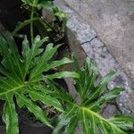 Philodendron bipinnatifidum পাতা