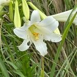 Lilium formosanum 花