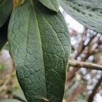 Rhododendron macabeanum Yaprak