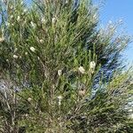 Melaleuca armillarisᱥᱟᱠᱟᱢ