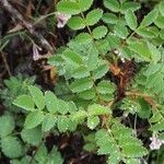 Rosa spinosissima Leaf