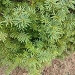 Taxus canadensisपत्ता