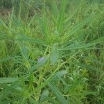Vernonia galamensis Blatt