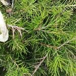 Grevillea juniperina Leaf