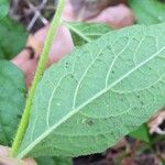 Carpesium cernuum Leaf