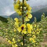 Verbascum boerhavii L.Blodyn