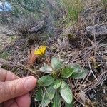 Taraxacum obovatum 整株植物