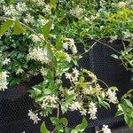 Trachelospermum jasminoides Облик