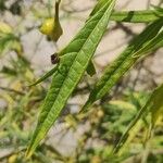 Solanum aviculare Levél