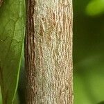 Ixora javanica പുറംതൊലി
