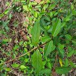 Lonicera japonica Leaf