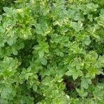 Eleutherococcus sieboldianus Hoja