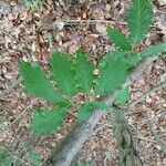 Quercus petraea Blad