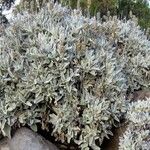 Sideritis dasygnaphala Hábito