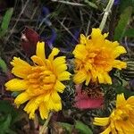 Picris hieracioides Flower